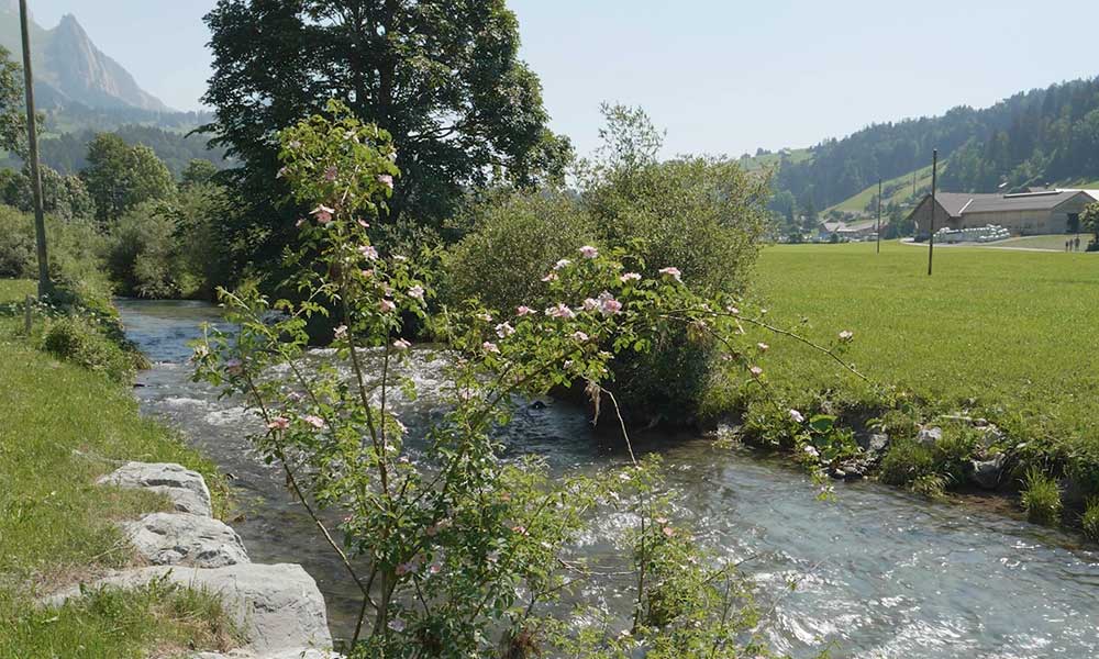 Flusslauf im Toggenburg